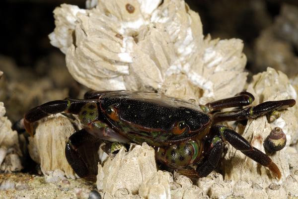 Photo of Hemigrapsus nudus by <a href="http://www.michaelbromm.com">Michael Bromm</a>